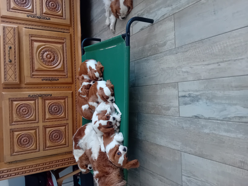 Cavalier King Charles Spaniel - 3 femelles , 2 mâles Blenheim Cav.king charles