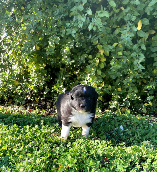 Berger Australien - Chiots Bergers Australiens inscrits au LOF