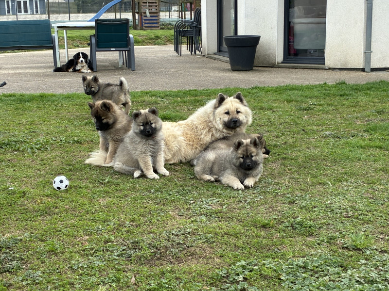 Eurasier - Chiots Eurasier LOF