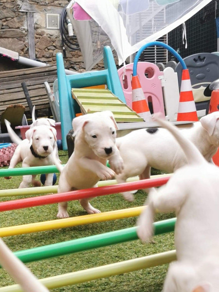 Chiot Dogo Argentino