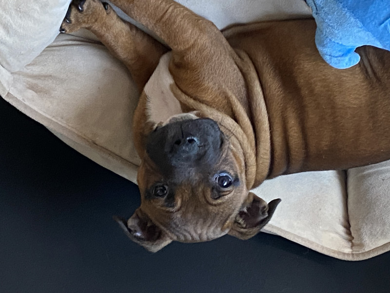 Staffordshire Bull Terrier - Chiot Staffordshire bull terrier