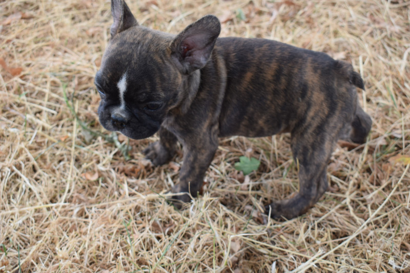 Bouledogue français - Chiots Bouledogue Français X Boston Terrier (Frenchton) - DES GUERRIERS DE LA LUMIERE