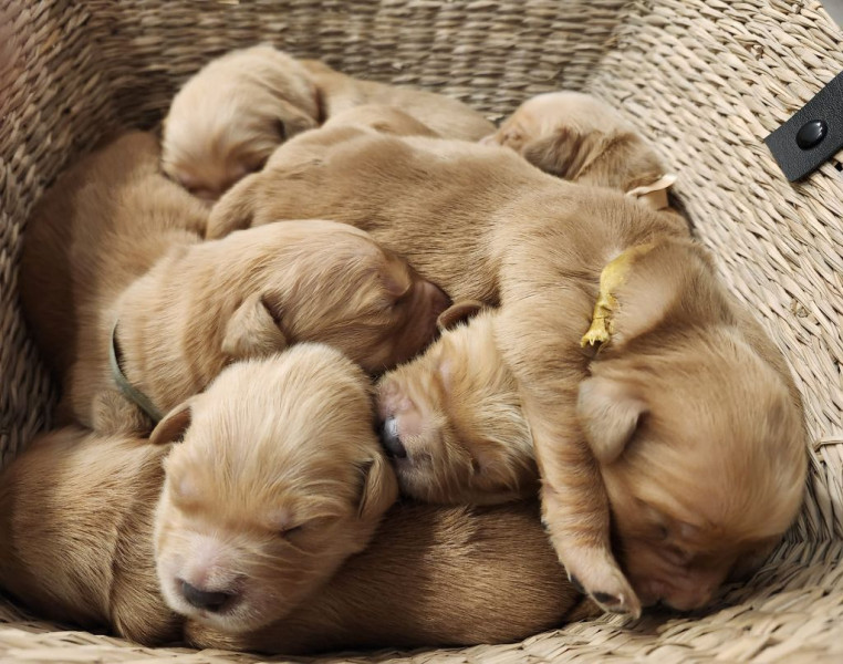 Chiot Golden Retriever