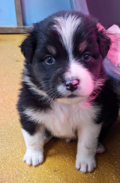 Berger Australien - De superbes chiots Bergers Australiens nés à la Wooferie – éleveur passionné dans le Morbihan - lelevagedepenkergoff