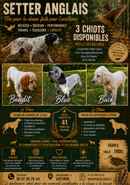 Setter Anglais - Chiots Setter Anglais