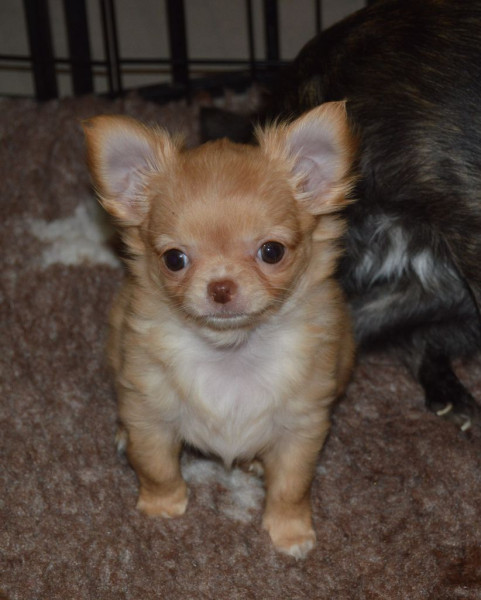 Chihuahua - Chiot chihuahua poils longs - Des minis minelie