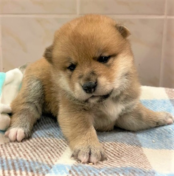 Shiba - SHIBA-INU