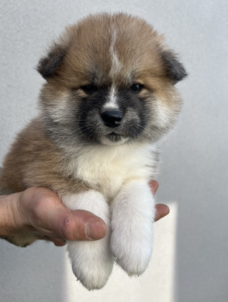 Akita - Chiots Akita Inu - 4 semaines