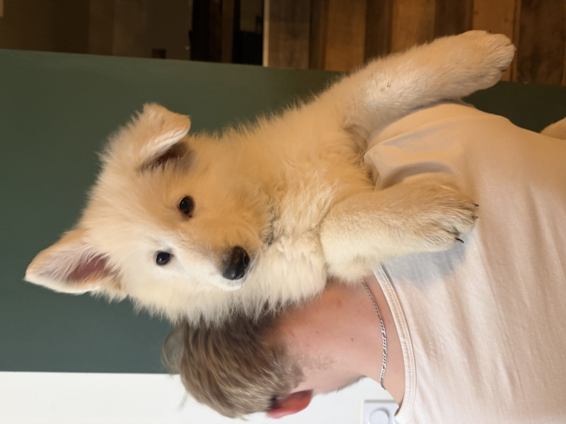 Berger Blanc Suisse - Chiot berger blanc Suisse