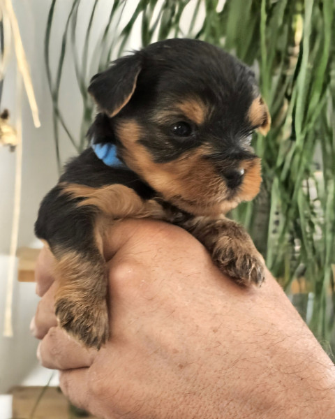 Yorkshire Terrier - Yorkshire Terrier LOF : 4 mâles et 2 femelles