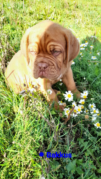 Dogue de Bordeaux - Chiot Dogue de Bordeaux LOF - Des Terres Argalles
