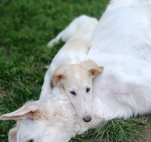 Barzoi - Adorables chiots Barzoi