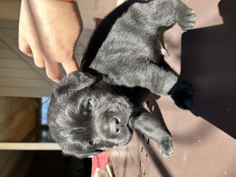 Labrador Retriever - Chiot labrador LOF noir - Elevage Des Viéras