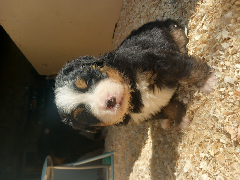 Bouvier Bernois - Bouviers bernois lof portée testée