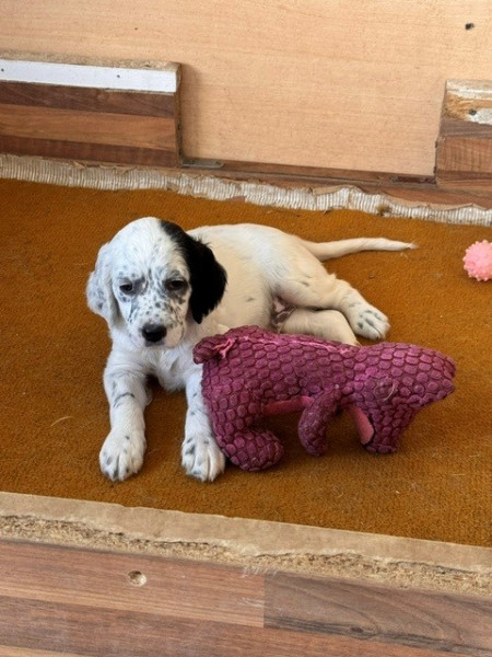 Chiot Setter Anglais