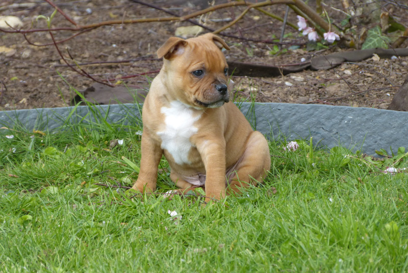 Staffordshire Bull Terrier - Chiot Staffordshire Bull Terrier