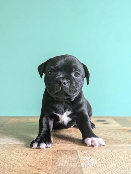 Staffordshire Bull Terrier - Chiots staffie noir - des gones d'Anubis