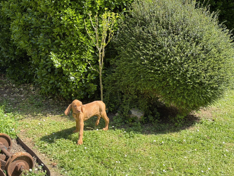Braque hongrois à poil court (Vizsla) - Chiots Vizsla (Braque Hongrois) LOF à vendre