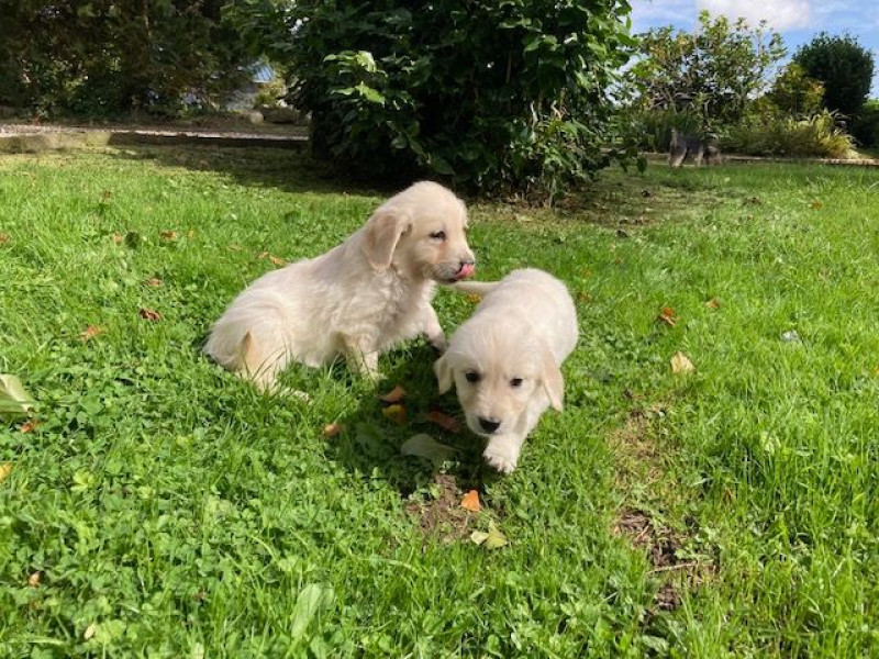 Golden Retriever - chiots goldens retrievers