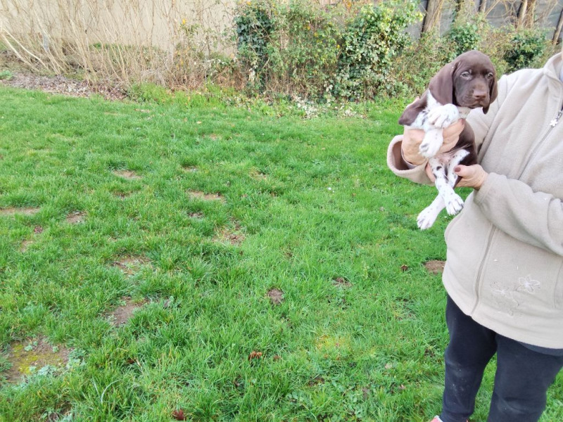 Braque allemand à poil court - a vendre chiots braque allemand LOF - CLÔT PRAIRIAL