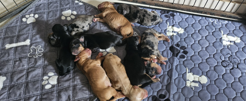 Cocker Spaniel Anglais - Aussiecocker aussi appelé Cotralian