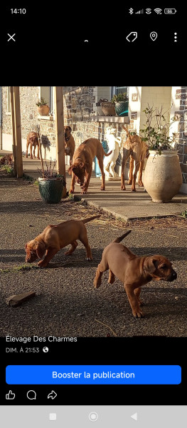Rhodesian Ridgeback - Rhodesian Ridgeback