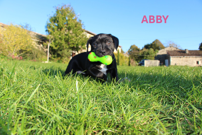 Staffordshire Bull Terrier - Staffies