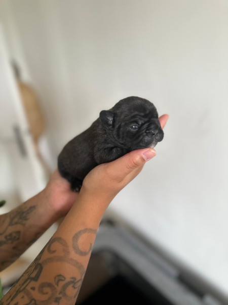 Bouledogue français - Chiots Bouledogue Français LOF ? Élevage familial