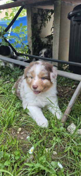 Berger Australien - Chiots Bergers Australiens LOF - En cours d'attribution