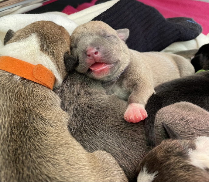 Chiot  American Staffordshire Terrier