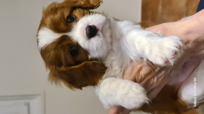 Cavalier King Charles Spaniel - Adorables chiots Cavalier King Charles ! - 915126