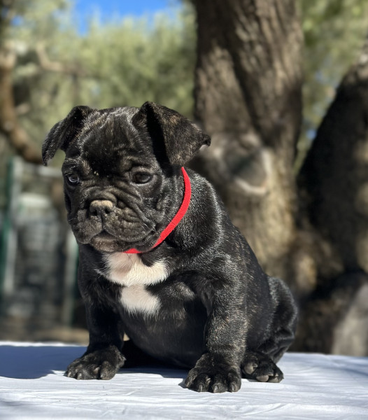 Bouledogue français - Bouledogue Français - Les terres du sud
