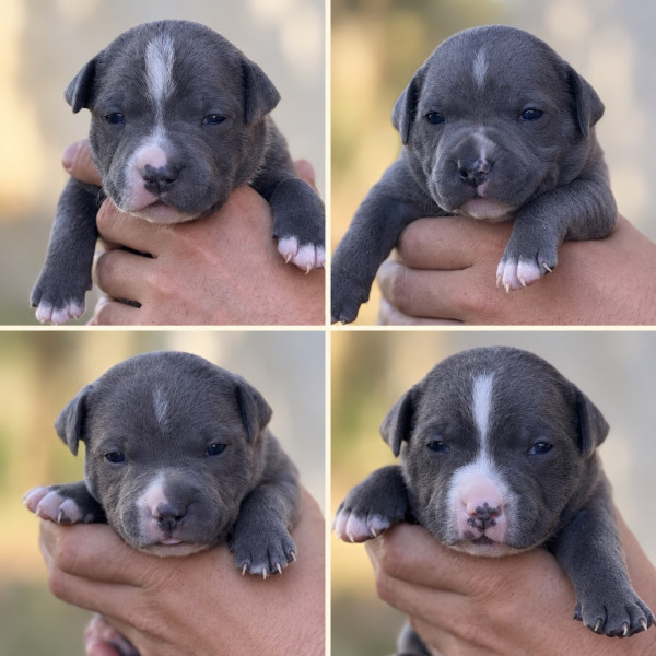 Staffordshire Bull Terrier - Chiots Staffie LOF bleu - Du Domaine de la Glanière