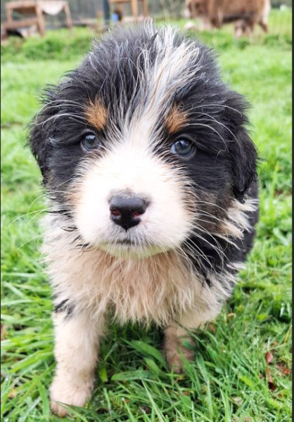 Berger Australien - De superbes chiots Bergers Australiens nés à la Wooferie – éleveur passionné dans le Morbihan - lelevagedepenkergoff