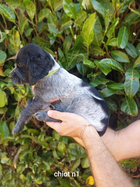 Epagneul bleu de Picardie - Chiots Épagneul Bleu de Picardie