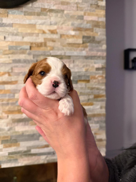 Cavalier King Charles Spaniel - Adorables chiots Cavalier King Charles ! - 915126