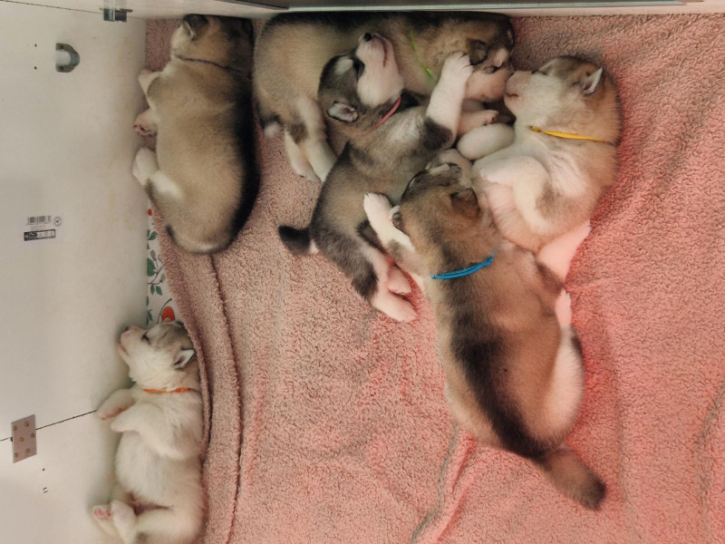 Alaskan Malamute - Chiots Malamute de l'Alaska LOF