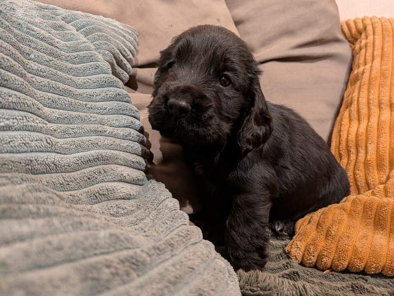 Cocker Spaniel Anglais - Chiot mâle LOF