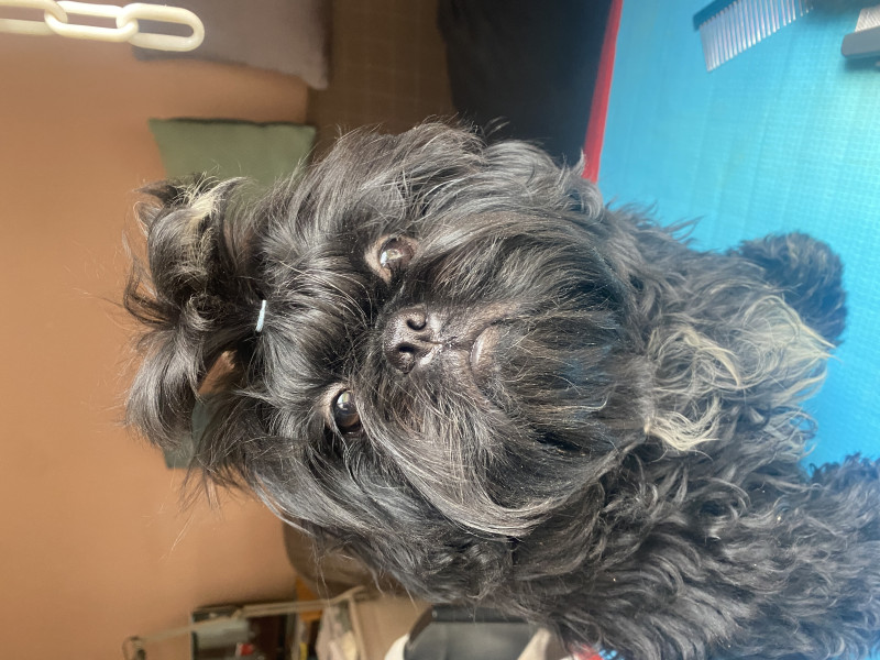 Shih Tzu - bébés Shih Tzu