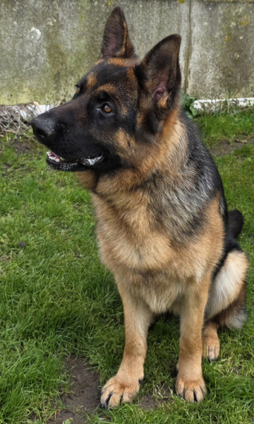 Berger Allemand - Jeune femelle berger allemand à vendre - De Quezac