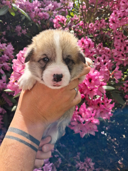 Welsh Corgi Pembroke - 8 merveilleux Welsh Corgi Pembroke à réserver