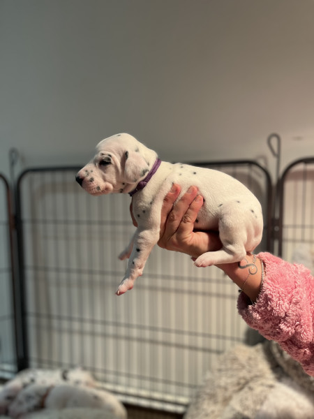 Dalmatien - Chiots Dalmatiens 🥰