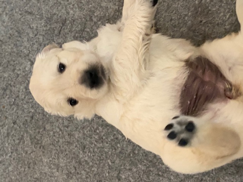 Golden Retriever - Chiots Golden Retriever