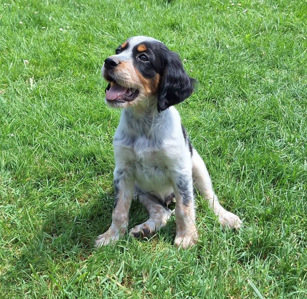 Chiot Setter Anglais