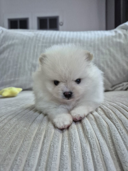 Spitz allemand - Dernier magnifique bébé spitz nain à réserver