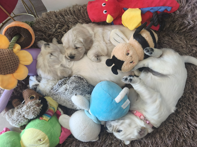 Golden Retriever - Chiot Golden Retriever LOF