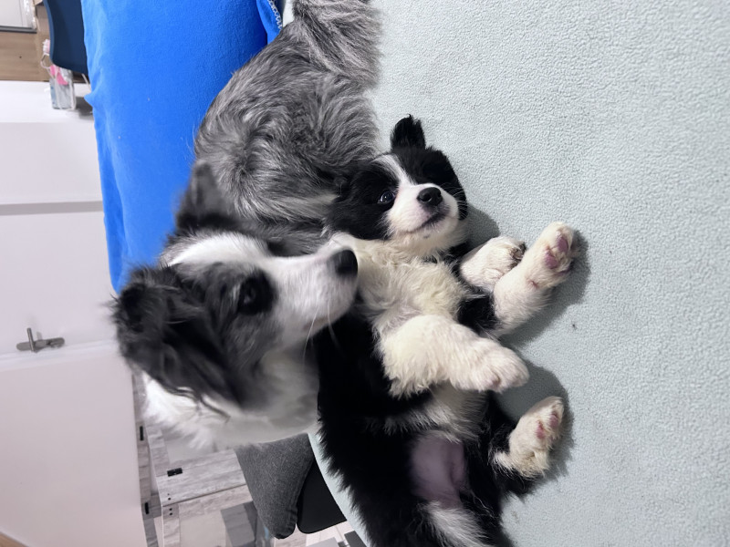 Border Collie - Chiots Border Collie Show LOF