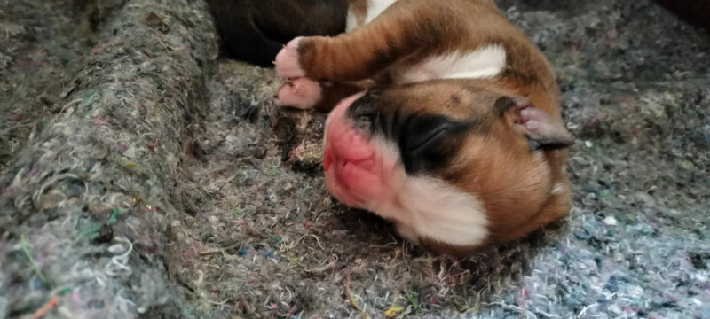 Boxer - Chiot Boxer LOF