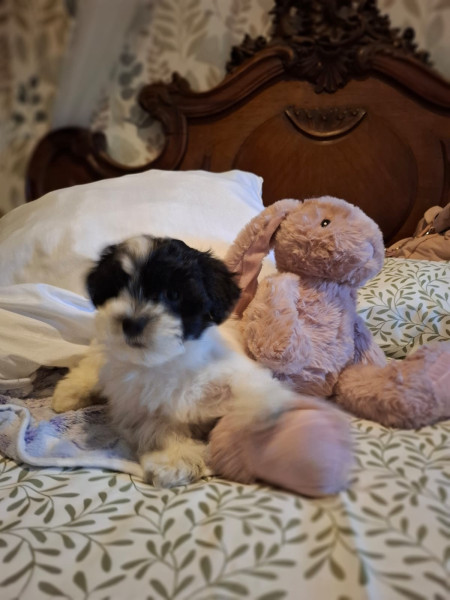 Bichon Havanais - Adorable chienne Bichon Havanais à la recherche de sa famille