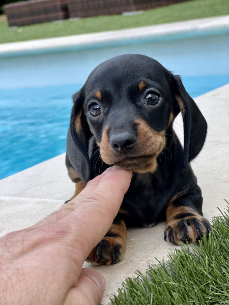 Teckel poil ras - Superbe teckel nain poil ras disponible - Les pépites de la bergerie